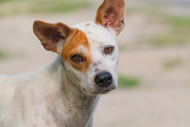 犬をカメラで見る