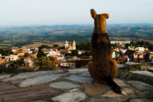 Photo dog looking at the city in brazil