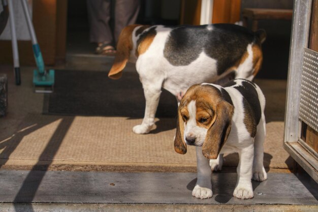 Photo dog looking at home