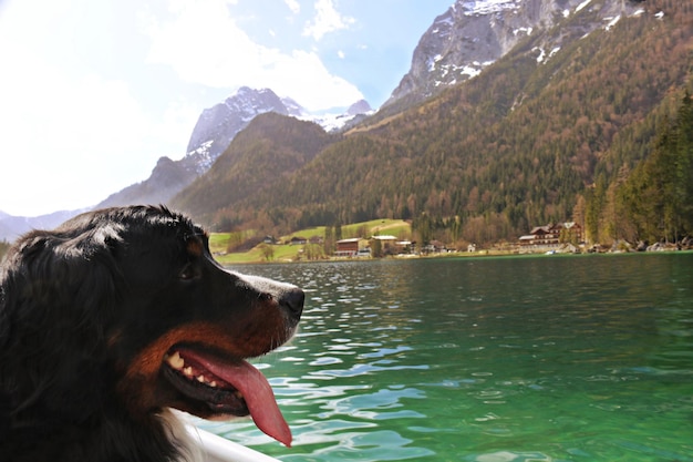 Photo dog looking at lake