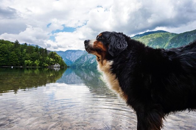 Photo dog looking at lake