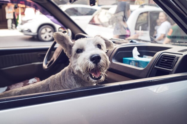 Photo dog looking out the car window at parking area