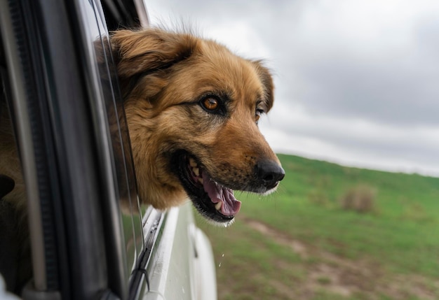 Dog looking out of the car window Traveling by car with dog