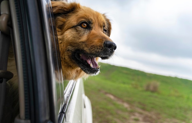 Собака смотрит из окна машины Путешествие на машине с собакой