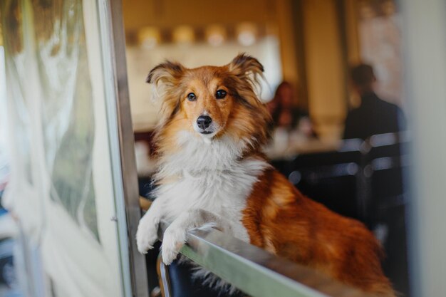 窓の外を眺める犬