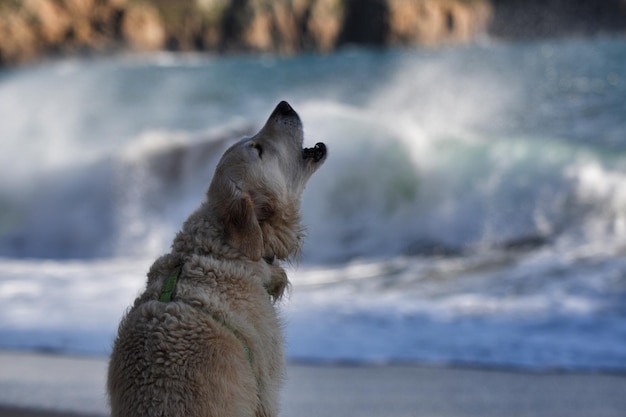 海岸を見ている犬