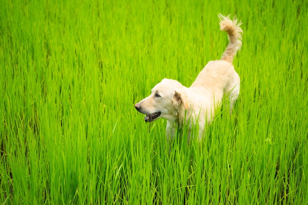 Dog looking something on greenery rice field.