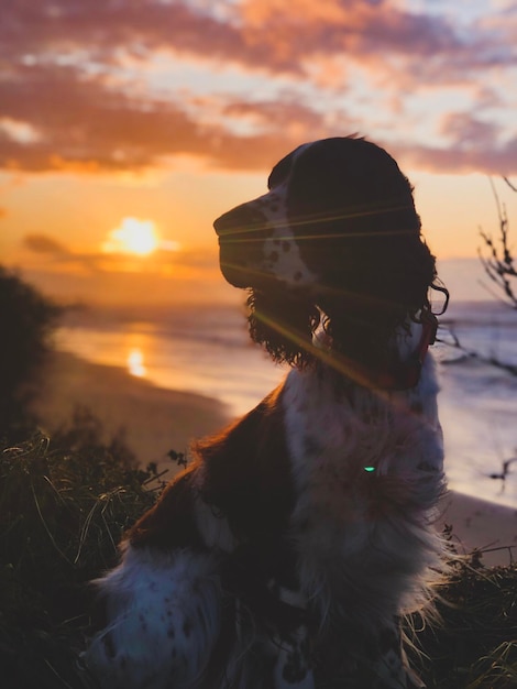 Photo dog looking at sunset