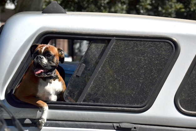 Foto cane che guarda attraverso la finestra dell'auto