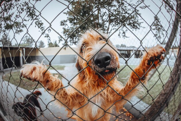 Foto cane che guarda attraverso la recinzione a catena