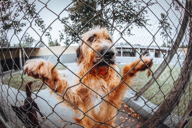 Photo dog looking through chainlink fence