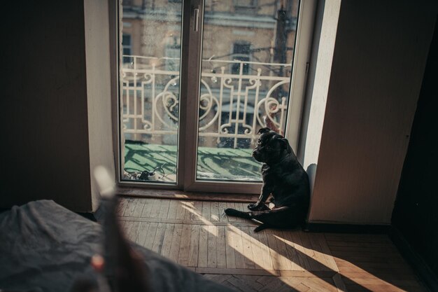 写真 家の窓から見ている犬