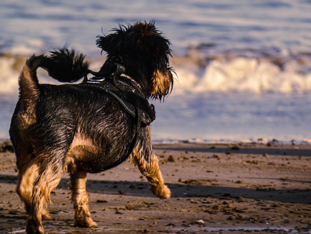 dog looking towards the shore on the beach