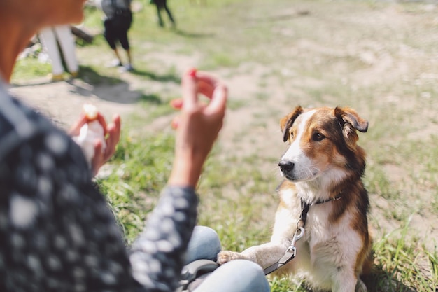 野原で女性を見ている犬
