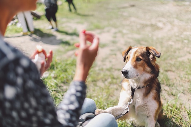 Foto cane che guarda una donna sul campo