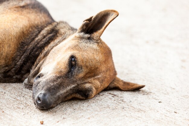 犬を探して