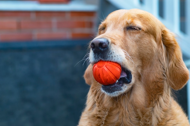 The dog looks directly at the camera, the golden retriever, the\
labrador near his house on the street plays with a ball, holds a\
toy in his teeth. copy space