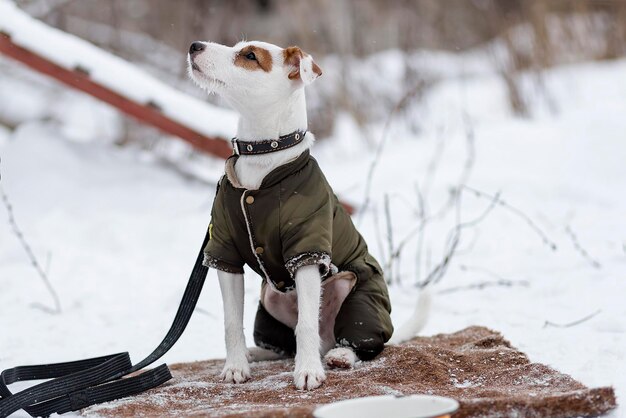 犬はマスター冬を見ます