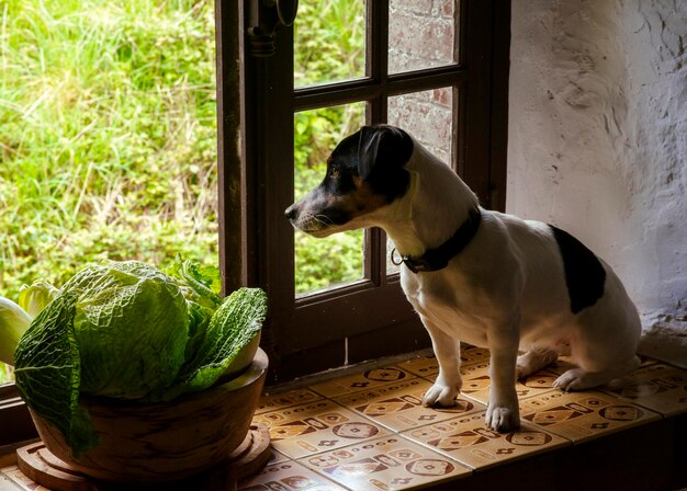 Dog looks out a beautiful window in summer