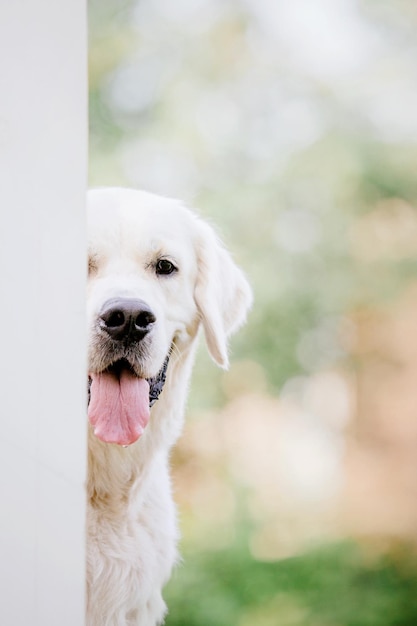 A dog looks out from behind a white wall.