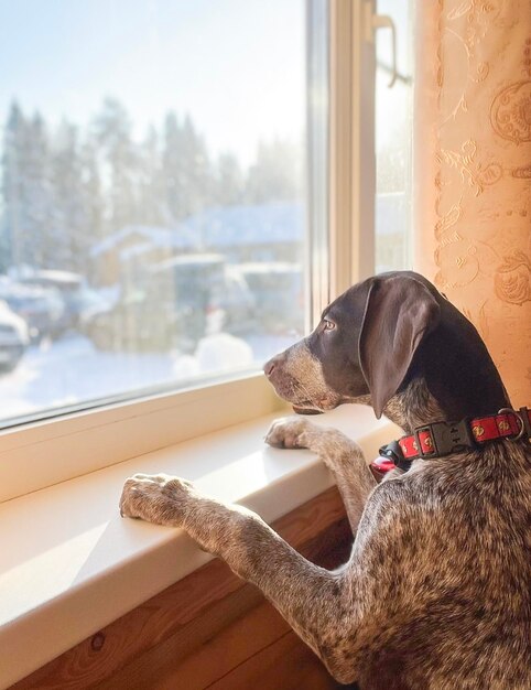 the dog looks out the window and waits for his master, winter is outside the window, snowdrifts