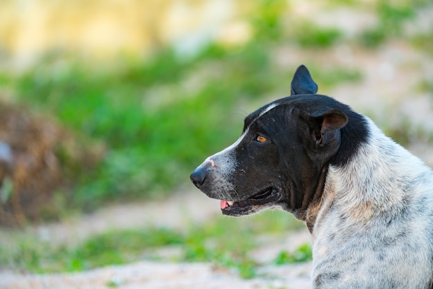 Photo dog looks suspiciously