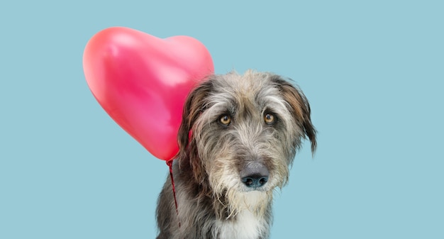 赤い風船で一人でバレンタインデーを祝う犬の愛