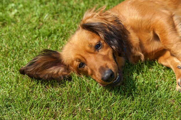Dog lying on back on green grass,mixed spaniel dogs spaniel