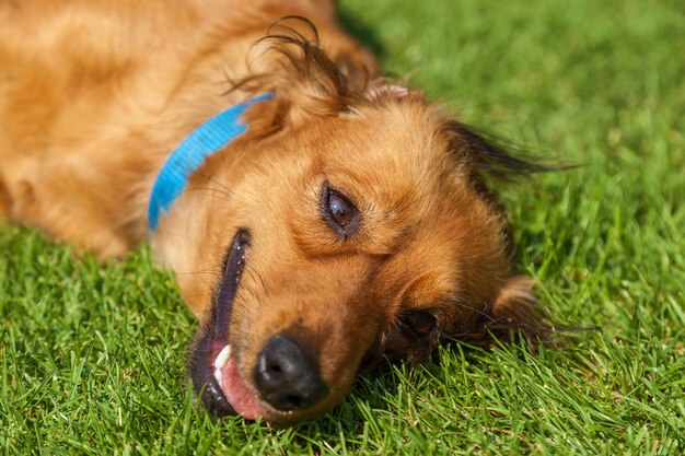 緑の草の上に横たわっている犬、混合スパニエル犬スパニエル