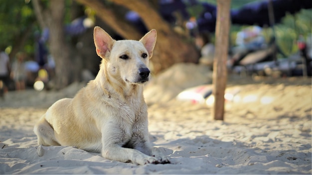 ビーチに横たわっている犬