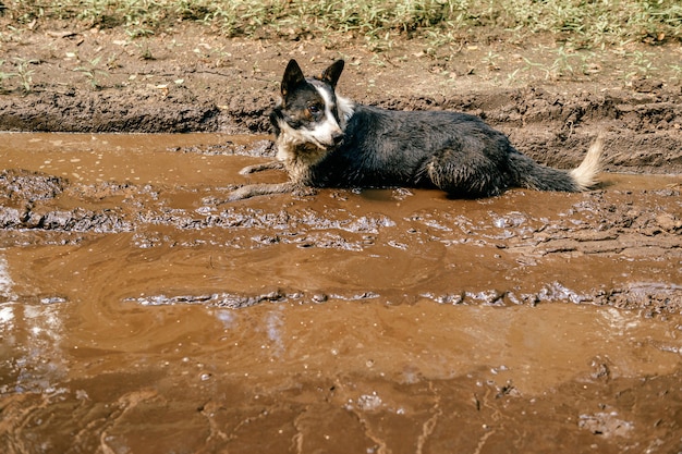 Dog lying in the dirty puddles