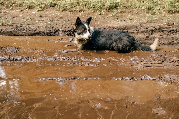 汚れた水たまりに横たわっている犬