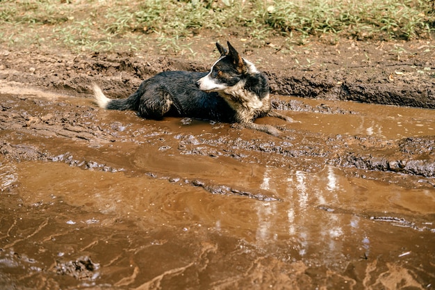 汚れた水たまりに横たわっている犬