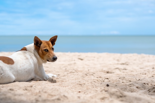 海沿いのビーチに横になっている犬