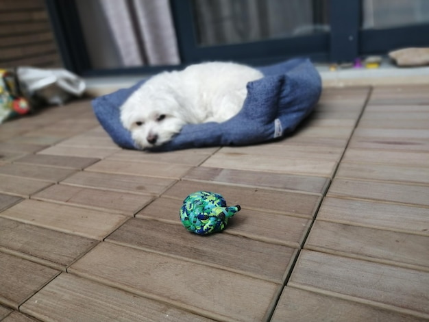 Photo dog lying down on hardwood floor