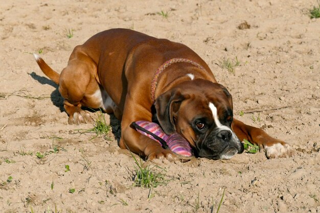 Dog lying down on sand