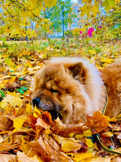 Dog lying down on street during autumn