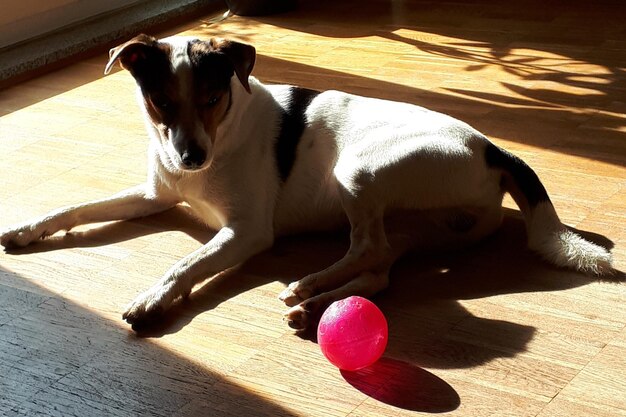 Photo dog lying down on wooden floor