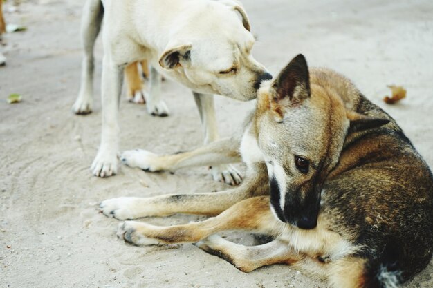 写真 犬が横たわっている