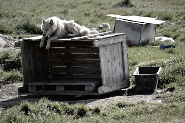 Photo dog lying on field