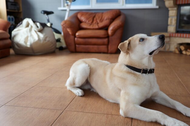 Photo dog lying on floor at home