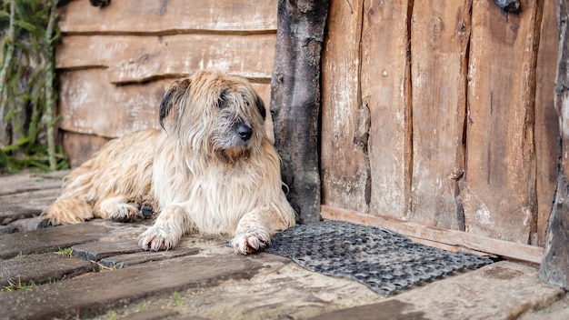 A dog lying on the floor near the wooden house