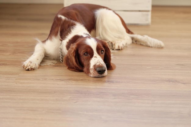 Dog lying on the floor