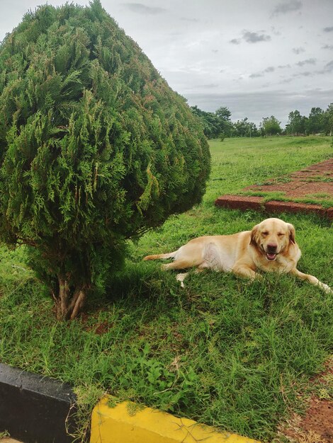 Dog lying on grass against sky