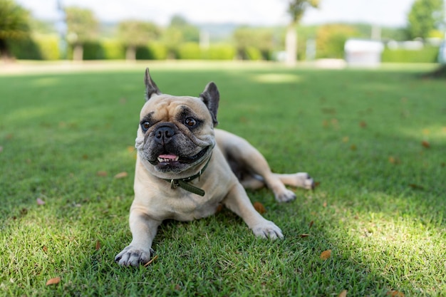 芝生のフィールドで横になっている犬がよそ見をしています。