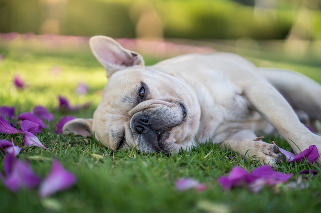 庭の芝生の上に横たわっている犬