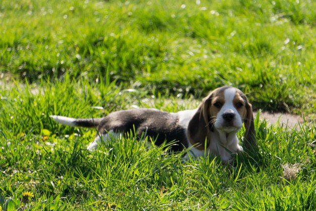 Foto cane sdraiato sull'erba