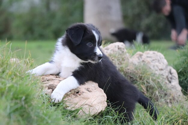 Dog lying on grass