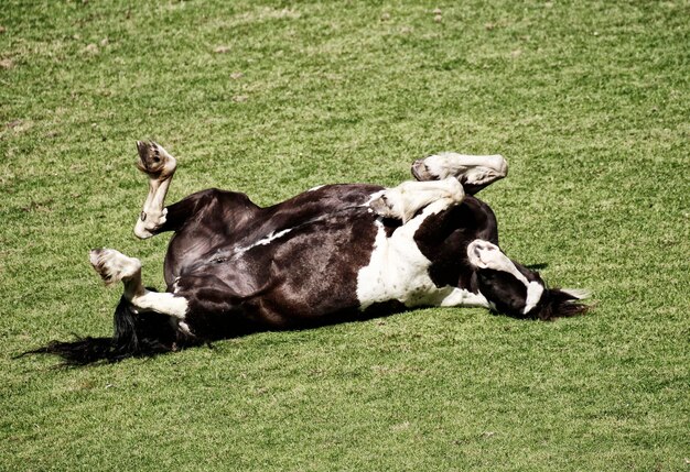 Photo dog lying on grass