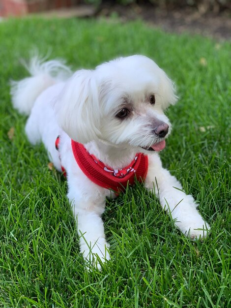 Foto cane sdraiato sull'erba